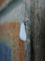 Tipanaea patulella