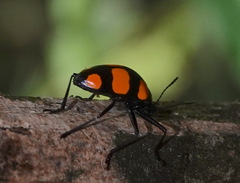 Scaphidomorphus bosci