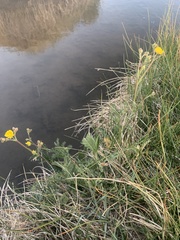 Potentilla gracilis