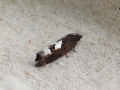 Eucosma parmatana