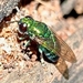Cuckoo Wasp Ant Flies - Photo (c) Meri Oliveira, some rights reserved (CC BY-NC), uploaded by Meri Oliveira