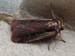 Ochropleura