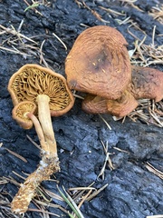 Gymnopilus