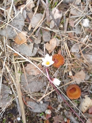 Acis autumnalis