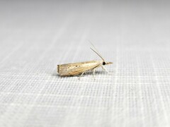 Culladia cuneiferellus