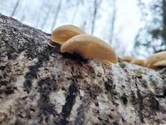 Pleurotus ostreatus