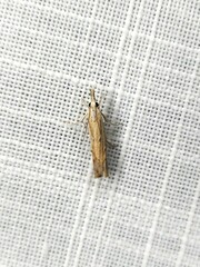 Culladia cuneiferellus