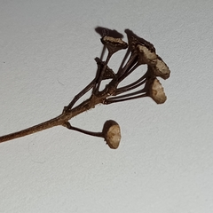 Ceanothus americanus