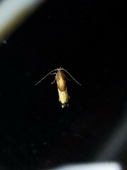 Labdia deliciosella