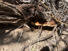 Pyrofomes juniperinus
