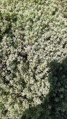 Nolana crassulifolia