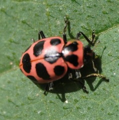 Coleomegilla maculata