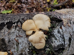 Pleurotus ostreatus