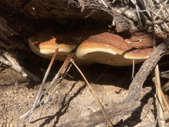 Pyrofomes juniperinus