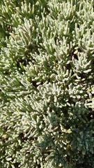 Nolana crassulifolia