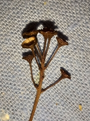 Ceanothus americanus