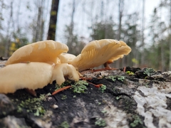 Pleurotus ostreatus
