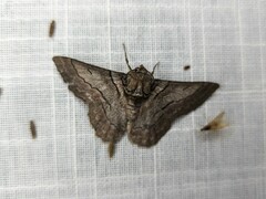 Hypobapta tachyhalotaria