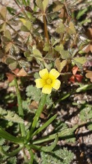 Oxalis laxa
