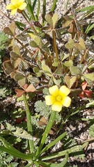 Oxalis laxa