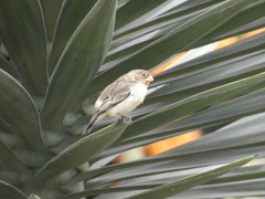 Sporophila telasco