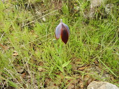 Calochortus purpureus