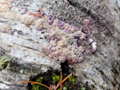 Trichaptum subchartaceum