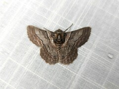 Hypobapta tachyhalotaria