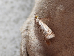 Microcrambus