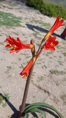 Zephyranthes phycelloides