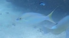 Scolopsis monogramma