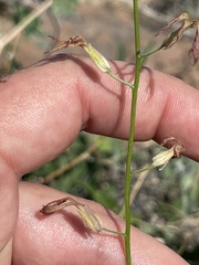 Lyrocarpa coulteri