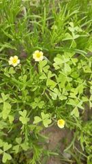 Oxalis laxa