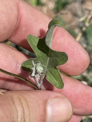 Lyrocarpa coulteri