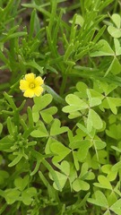 Oxalis laxa