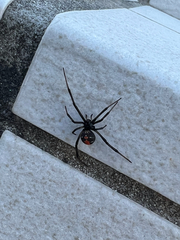 Latrodectus hasselti