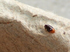 Phalacridae