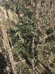 Eucalyptus viminalis