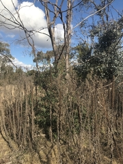 Eucalyptus viminalis