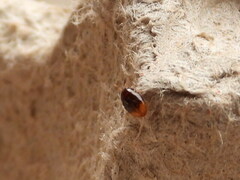 Phalacridae