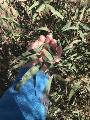 Eucalyptus viminalis