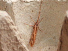 Limnephilus ornatus