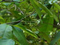 Syzygium tierneyanum