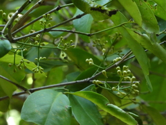 Syzygium tierneyanum