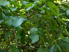 Syzygium tierneyanum
