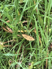 Chrysolarentia correlata