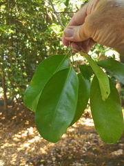 Syzygium tierneyanum