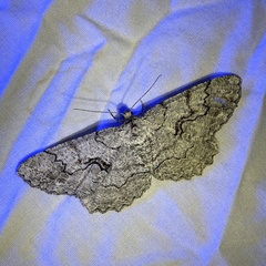 Cymatophora approximaria