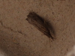 Neodactria luteolellus