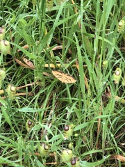 Chrysolarentia correlata